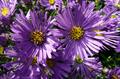 European Michaelmas-daisy